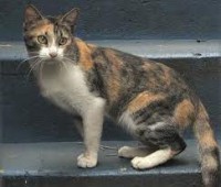 Brazilian Shorthair